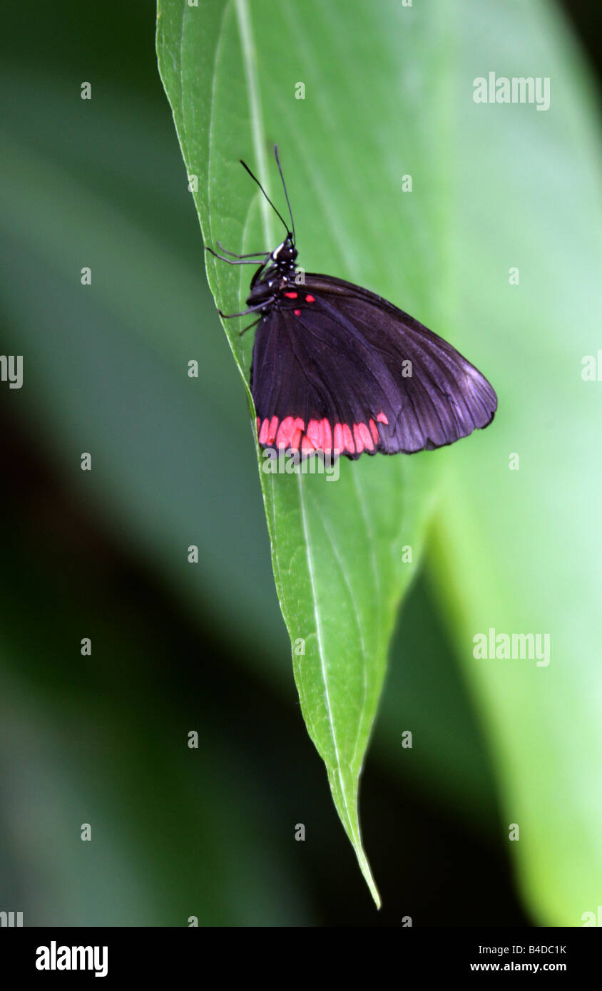 Roter Rand tropischer Schmetterling, Biblis hyperia, Nymphalidae, Biblidinae. Tropisches Amerika. Stockfoto