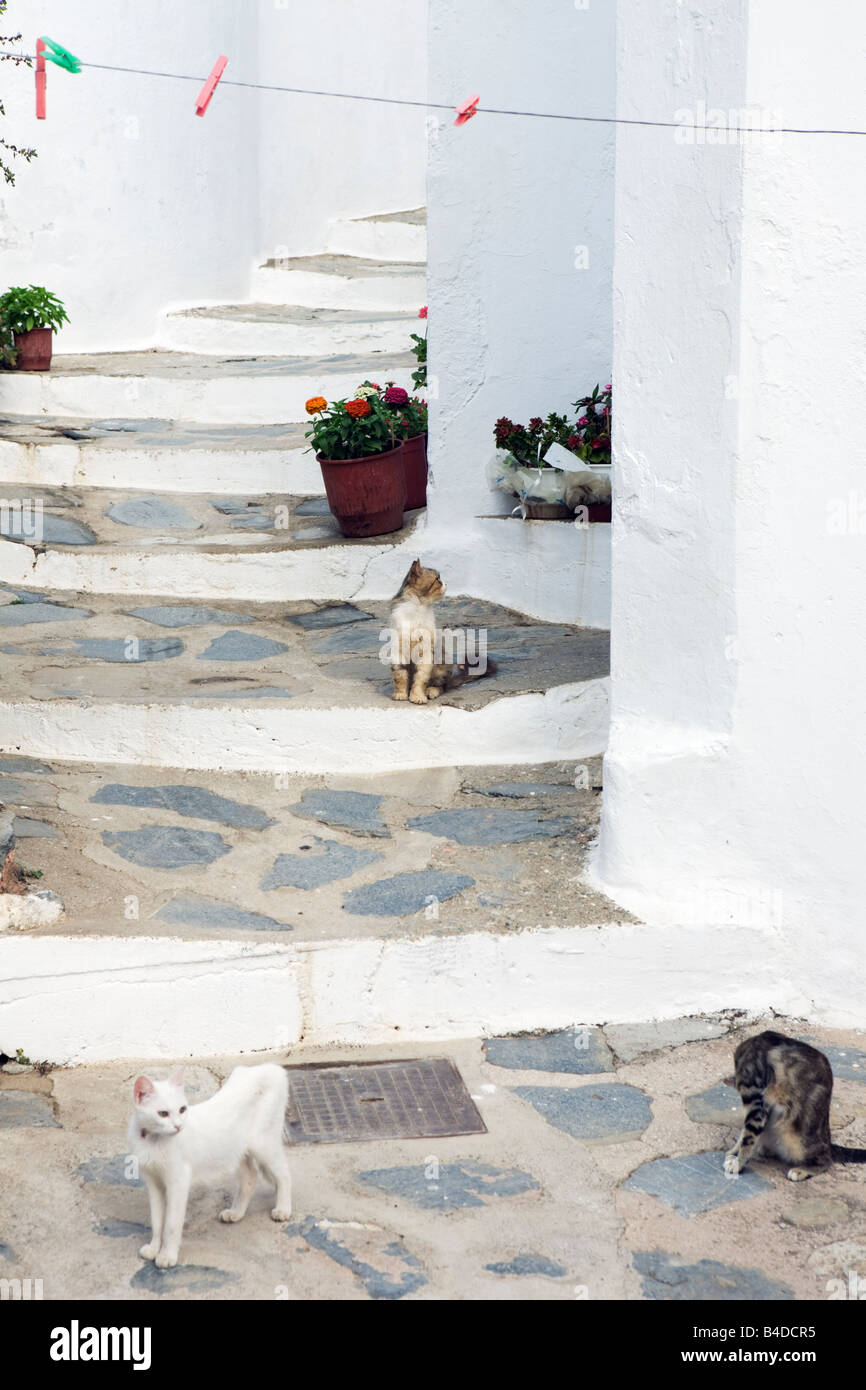 Katzen auf Schritte in Skopelos-Stadt der Sporaden griechische Inseln Griechenland Stockfoto