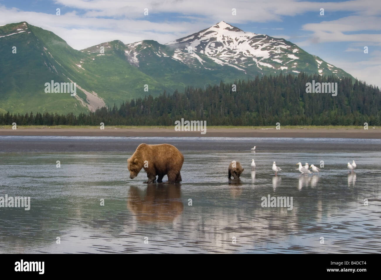Mutter Grizzly Bear und Cub clamming & Futtersuche am Ufer des Cook Inlet mit malerischen Gebirgshintergrund Stockfoto