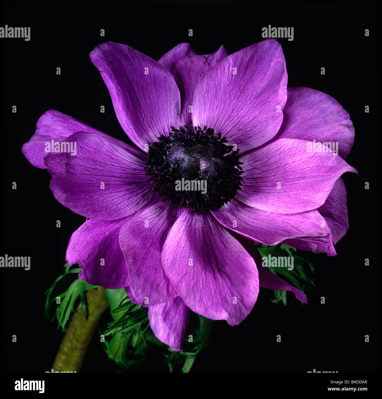 Eine Nahaufnahme Portrait einer Anemone coronaria Stockfoto