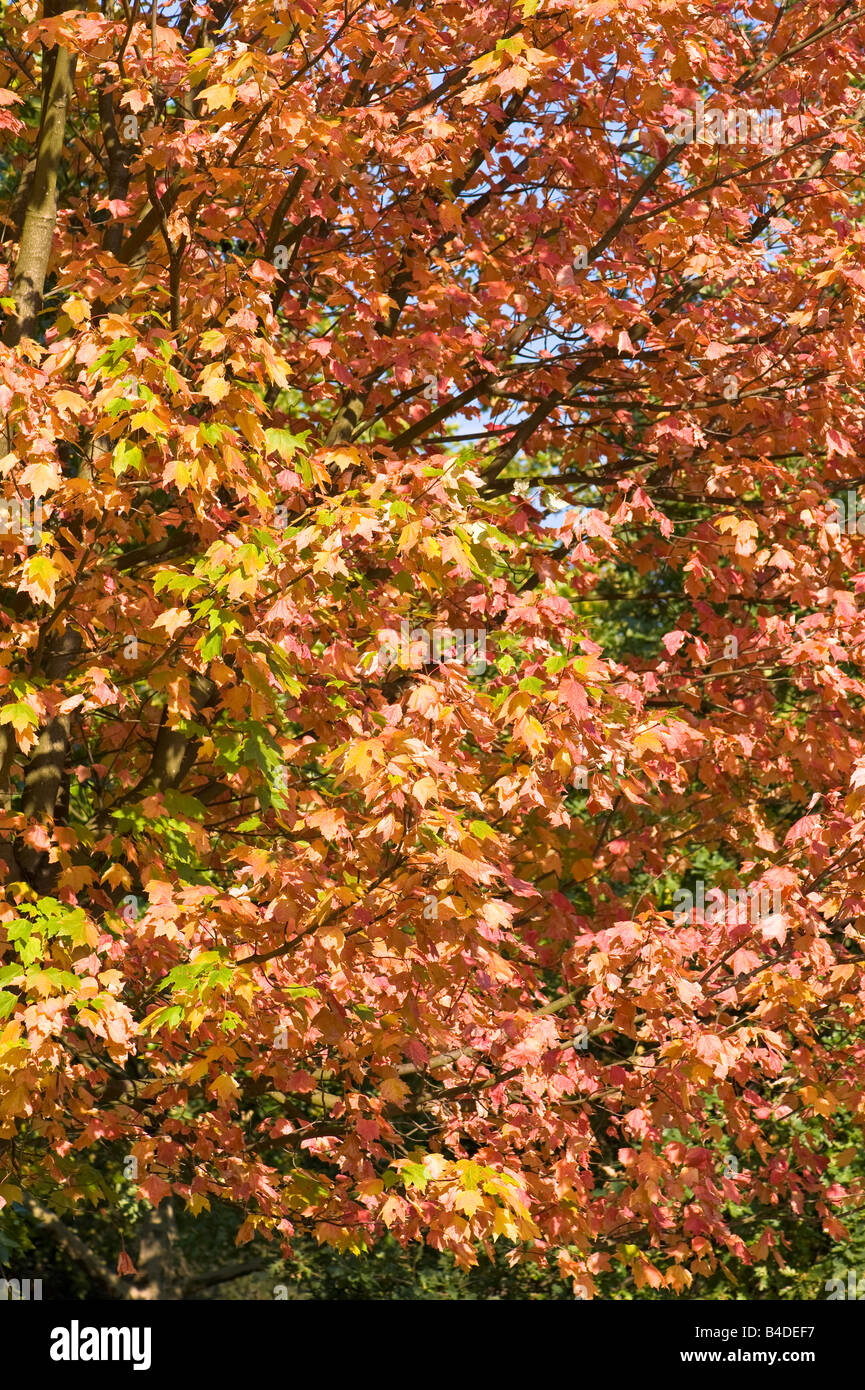 Herbst im Hyde Park London Vereinigtes Königreich Stockfoto