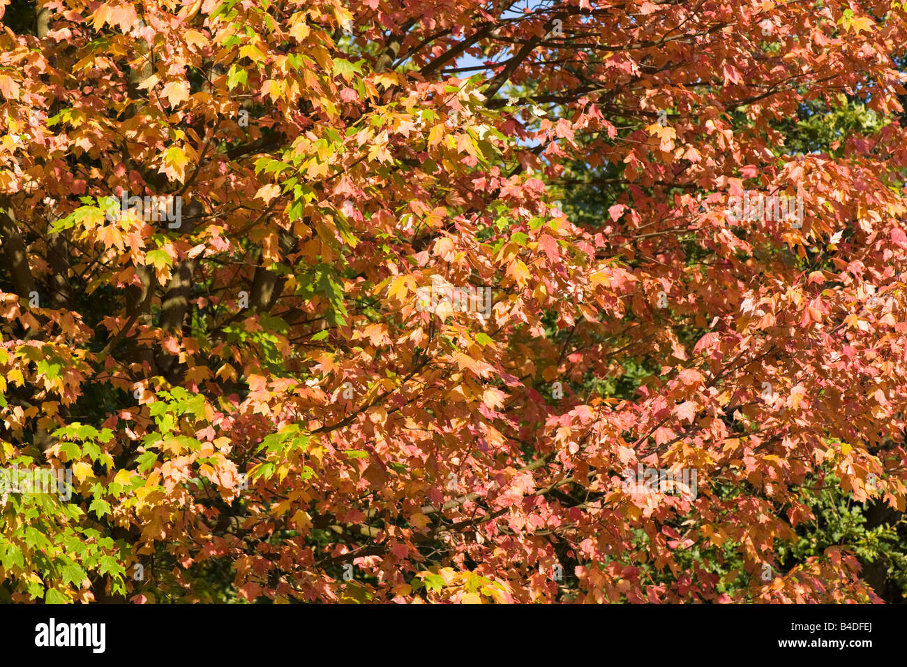 Herbst im Hyde Park London Vereinigtes Königreich Stockfoto