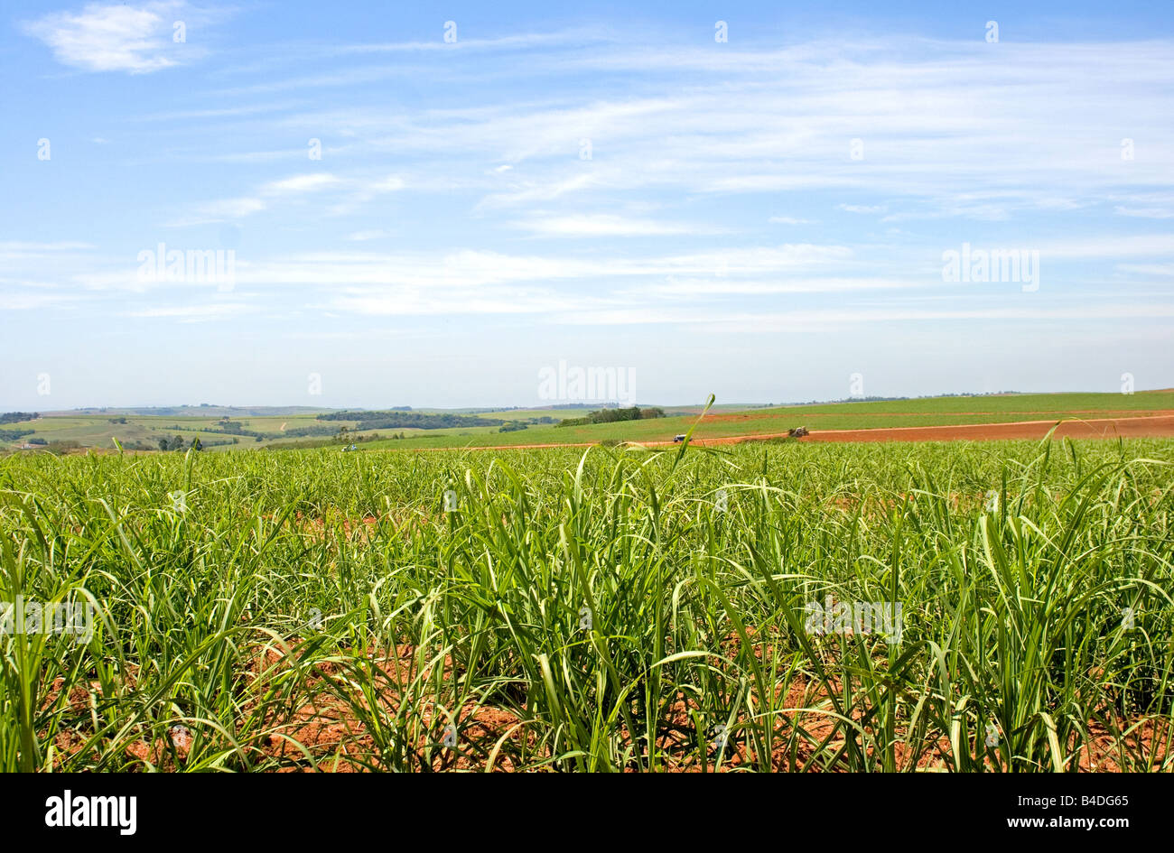 Zuckerrohr-Plantage Stockfoto
