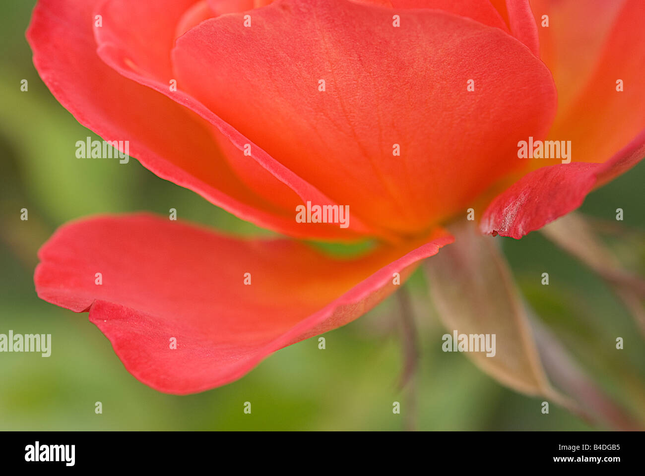 Nahaufnahme von einem Pfirsich Rosenblatt mit dem Namen Granada Rose Stockfoto