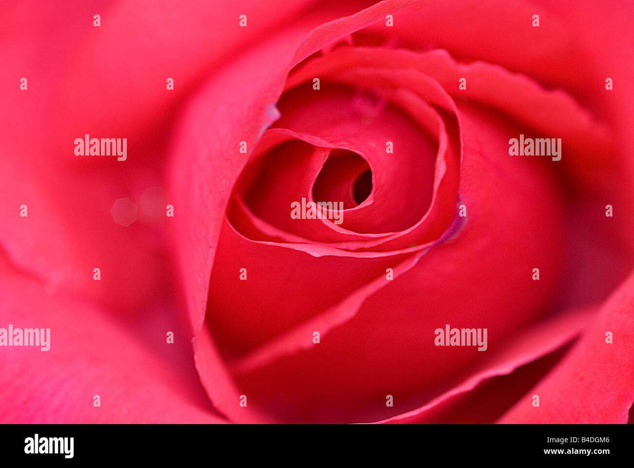 Nahaufnahme von einer roten Rose des Typs Queen Elizabeth Grandiflora Stockfoto