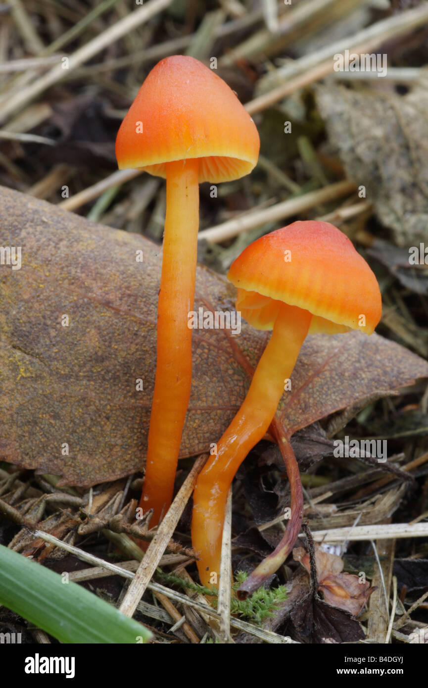 Zinnober Waxcap - Hygrocybe miniata Stockfoto