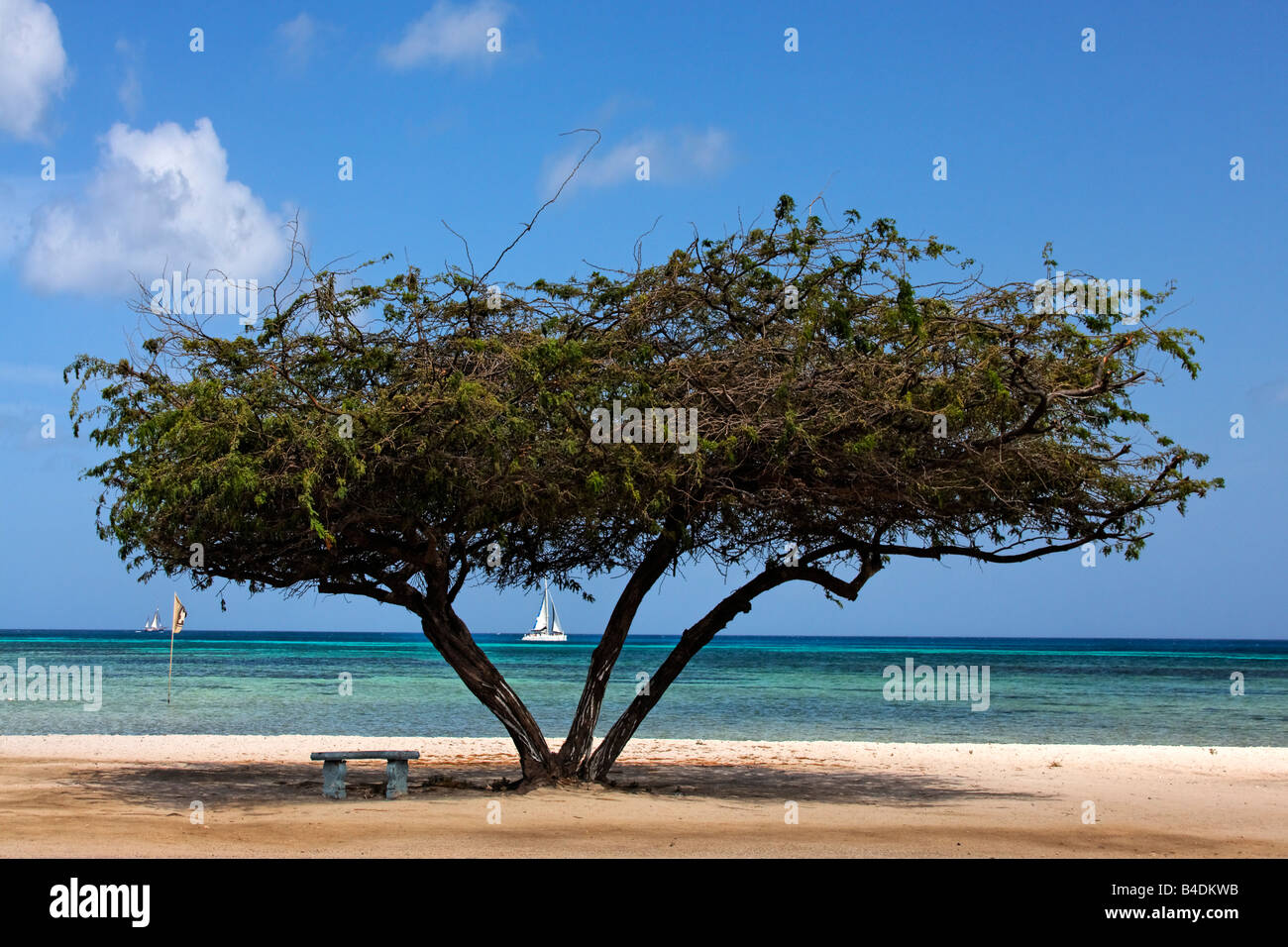 Antillen, Aruba, Dibi Divi Baum, Segelboot Stockfoto