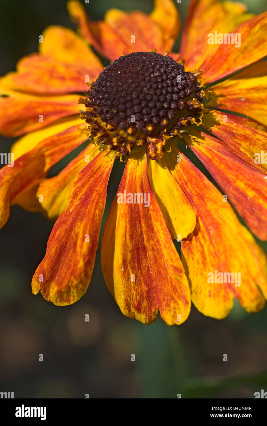 Helenium Sahins frühen Blüte Blüte in 4.September Stockfoto