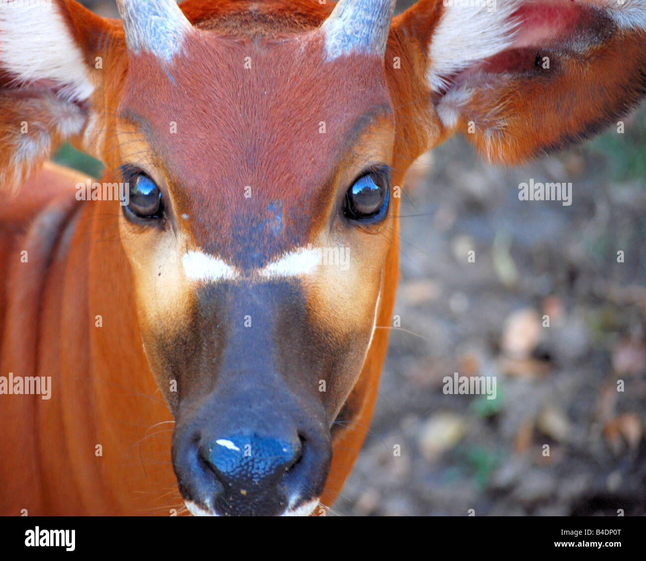 Eine afrikanische Antilope (Bongo) Stockfoto