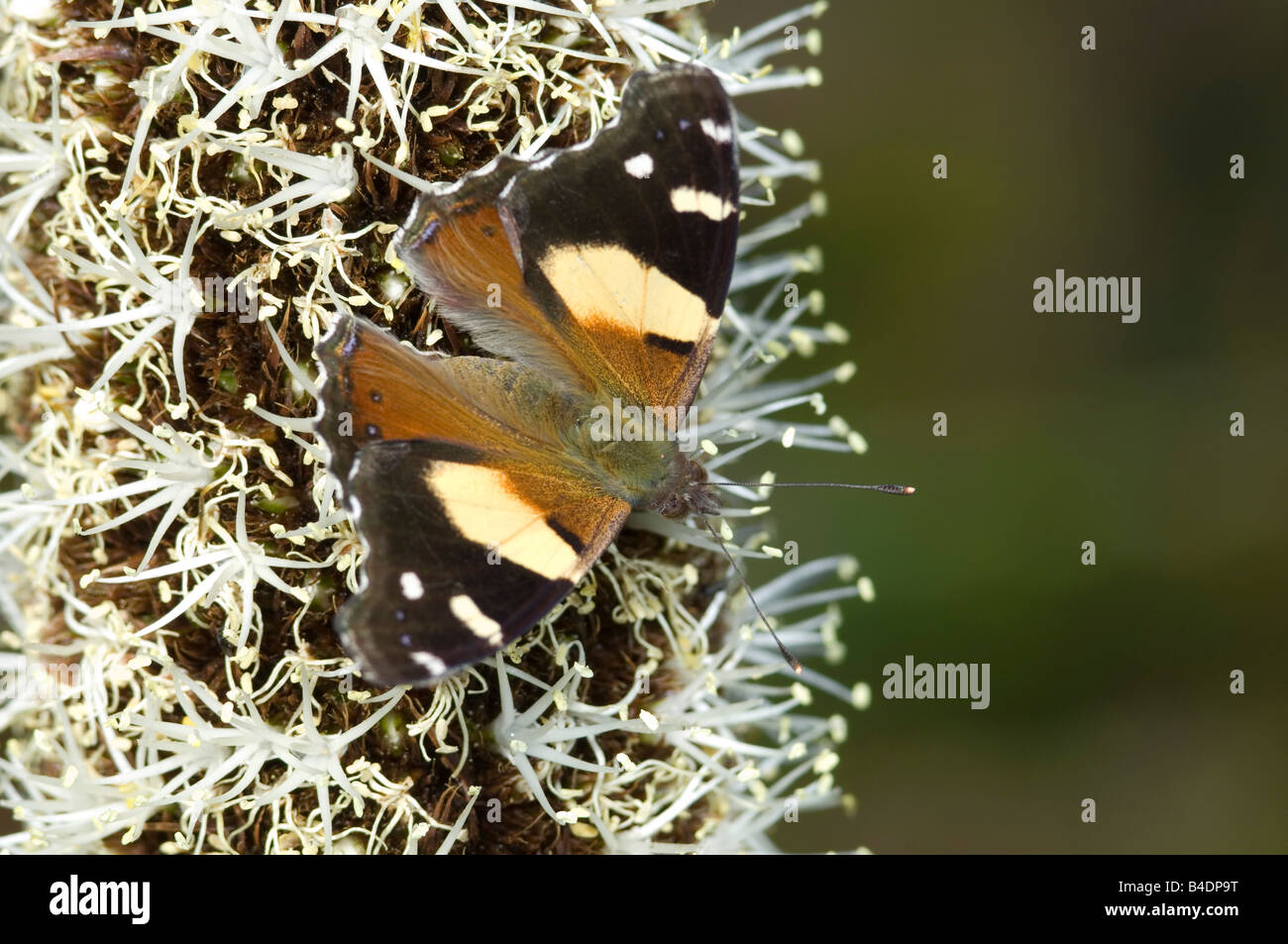 Australische gelbe Admiral Schmetterling auf Grasstree Blume Stockfoto