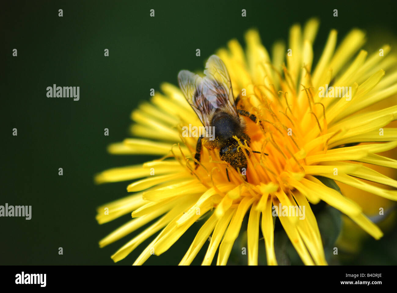 Makrofoto der Honigbiene auf Löwenzahn Blume isoliert vor grünem Hintergrund Stockfoto