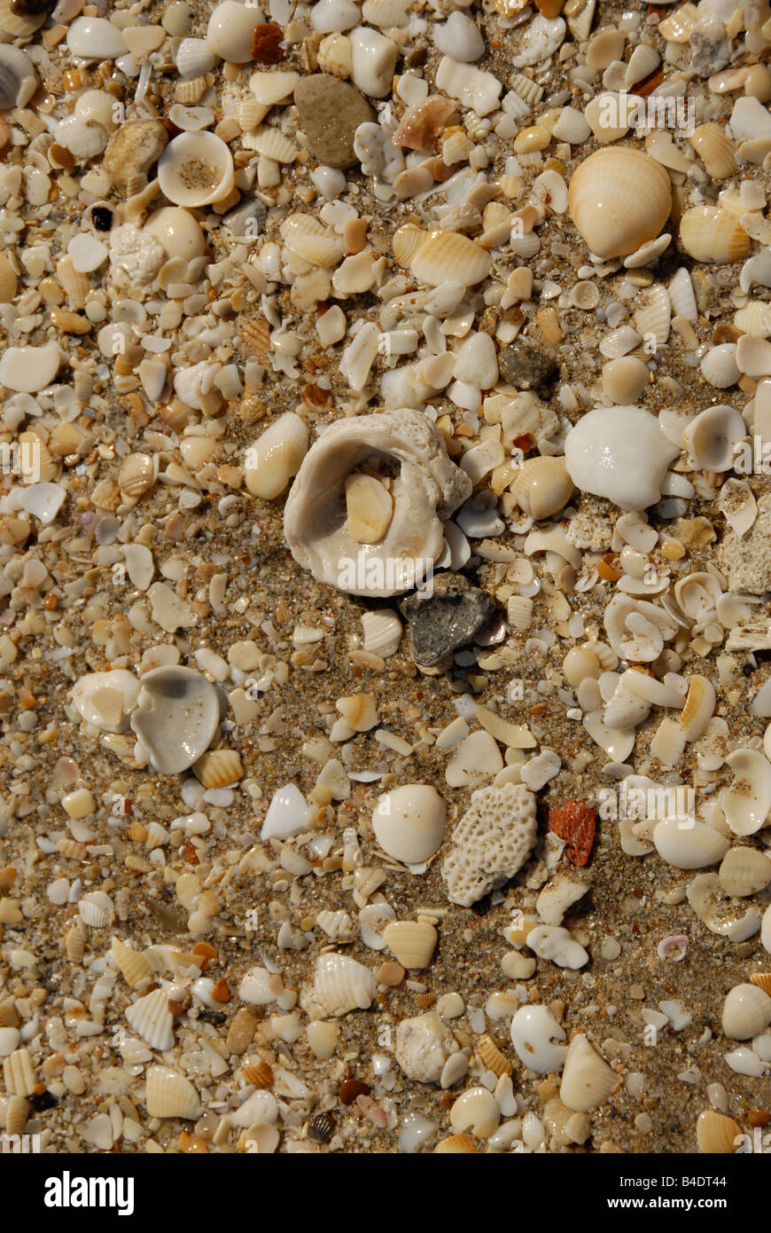 Stillleben mit Strand Detail mit Muscheln, Sanibel Island, Florida USA. Stockfoto