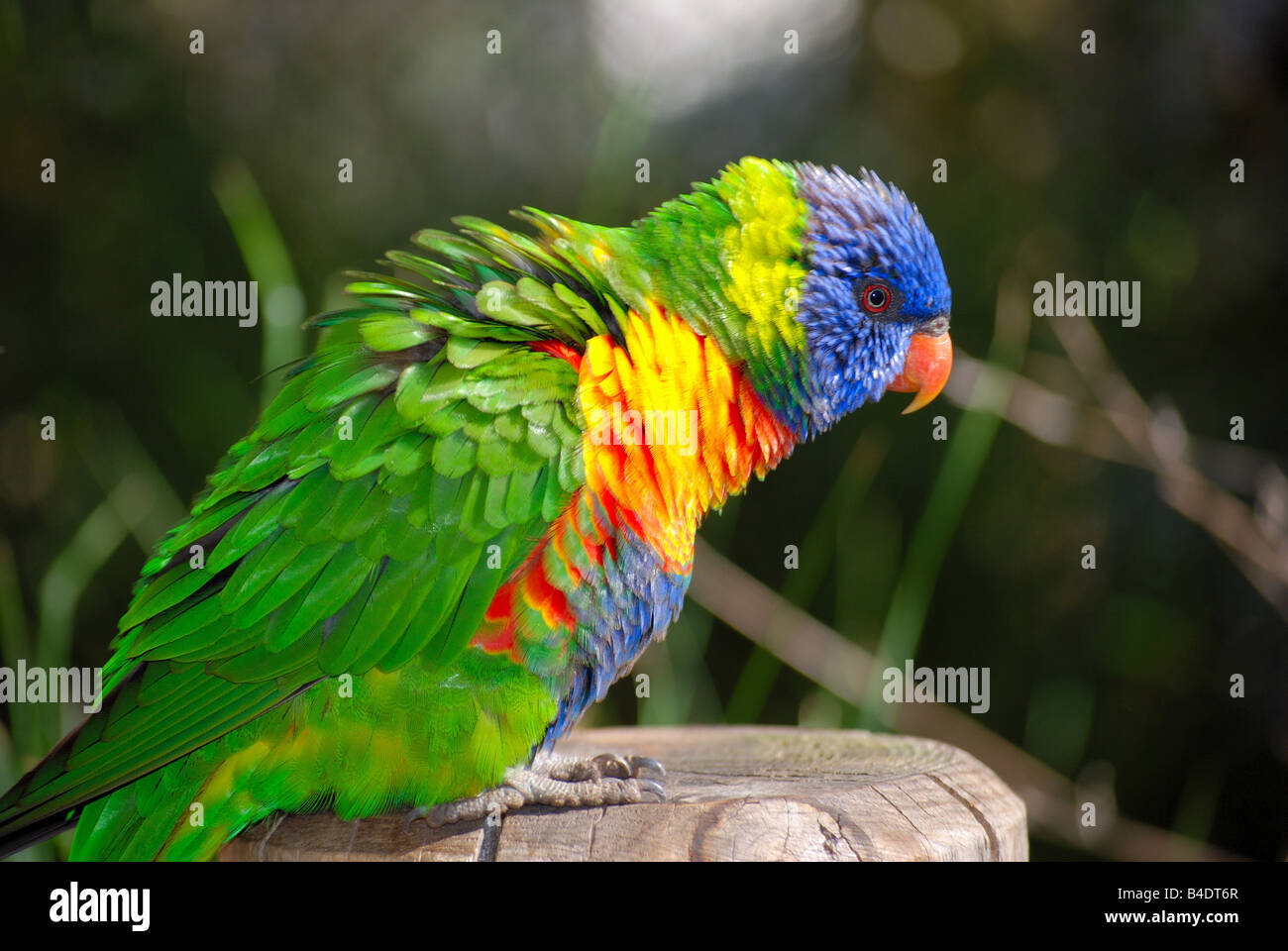 Eine mehrfarbige Lorikeet nach rechts Stockfoto