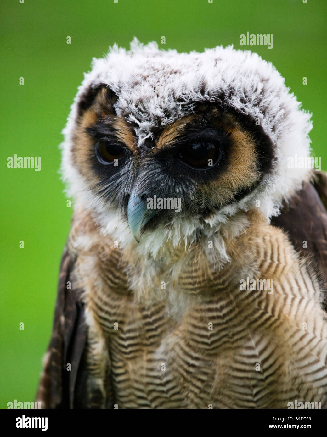 Malaysische Holz Eule, Strix Leptogrammica. Stockfoto