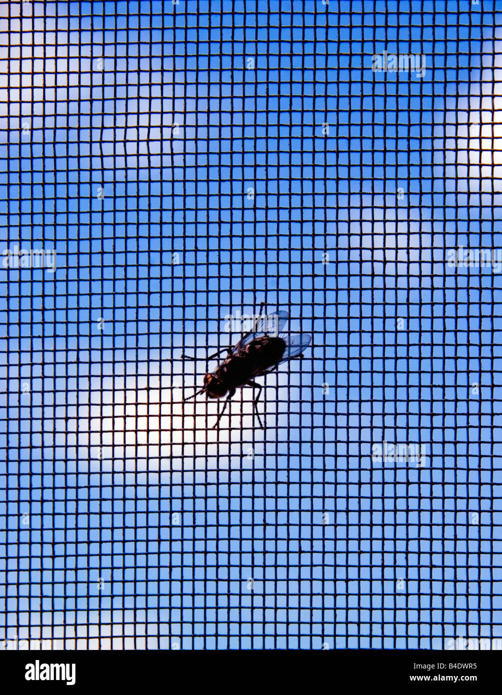 FLIEGEN AUF DEM BILDSCHIRM Stockfoto