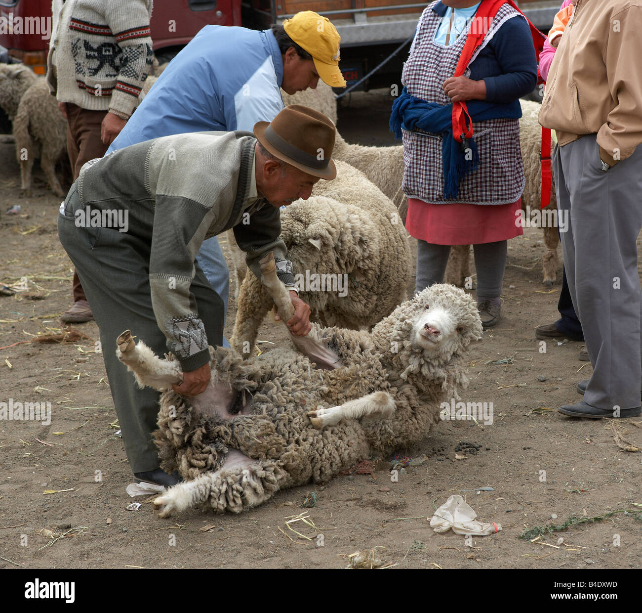 Menschen mit Schafen, Saquisili Markt, Ecuador Stockfoto