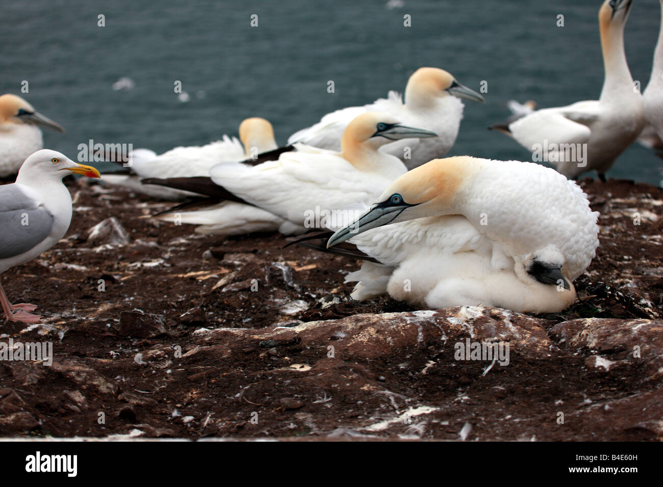 Gannet Möwe Weg von ihren Küken zu halten Stockfoto