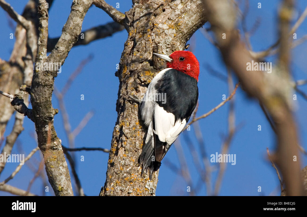 Red-headed Woodpecker Melanerpes erythrocephalus Stockfoto