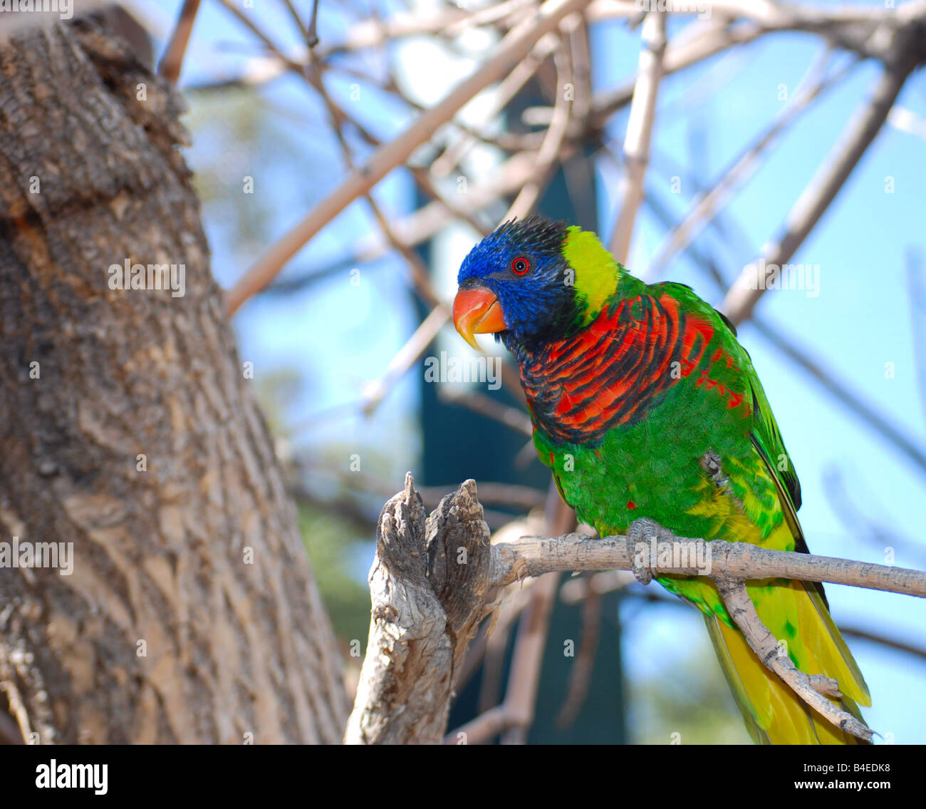 Lorikeet, ein Papagei-wie Vogel auf einem Ast Stockfoto