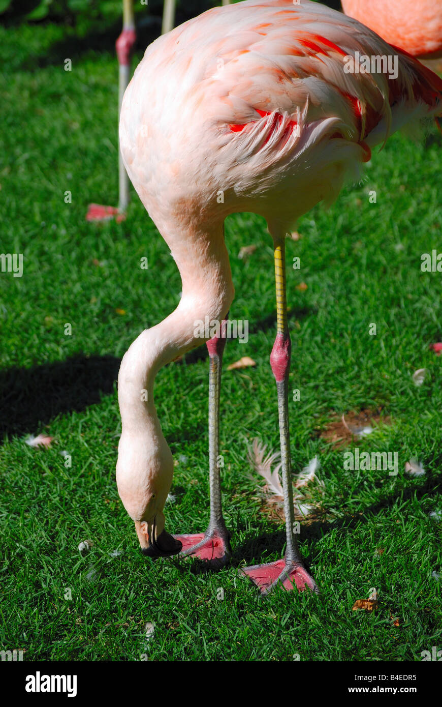 ein rosa Flamingo etwas vom Boden zu essen Stockfoto