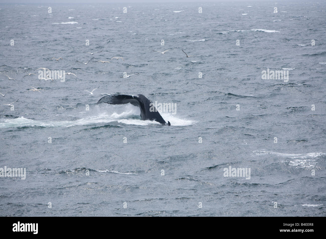 Impressionen der Buckelwale Tauchen oder Kick Fütterung die Egel Schwänzen anzeigen Stockfoto