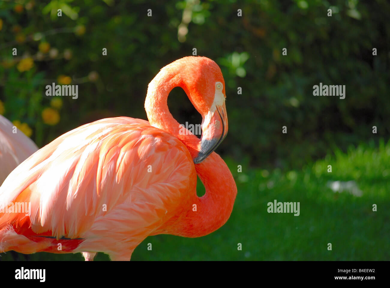 Obere Hälfte der rosa flamingo Stockfoto