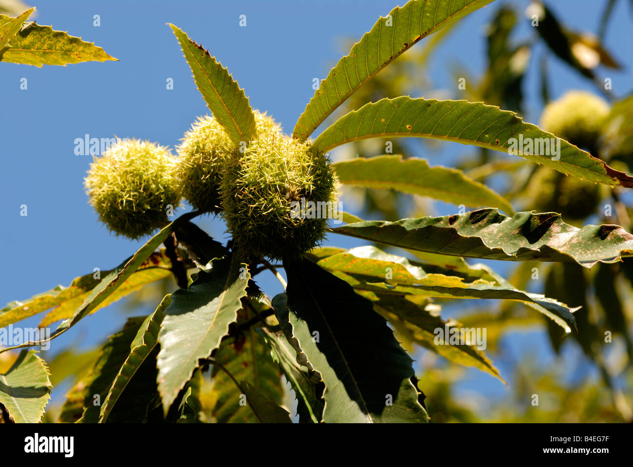 Stock Foto von der Frucht des Baumes Sweet Chestnut Stockfoto