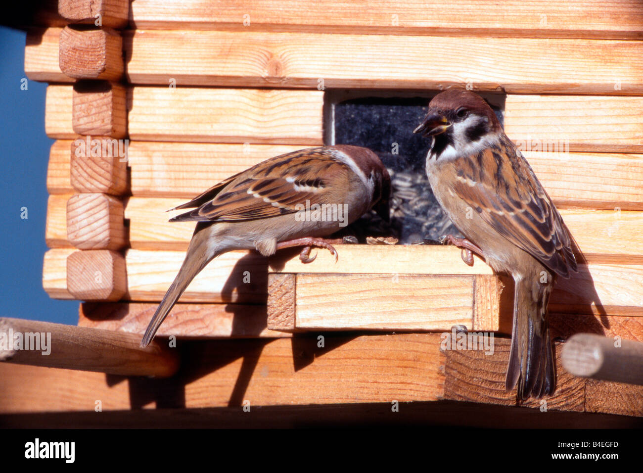 Baum-Spatz (Passer Montanus). Zwei Personen auf ein Futterhäuschen für Vögel Stockfoto