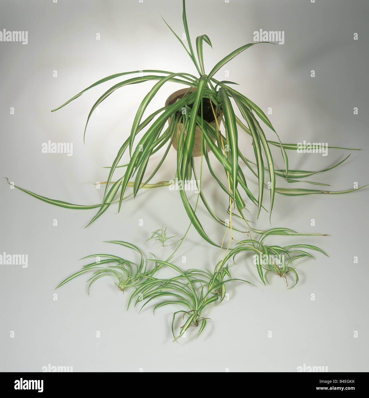 Spinne Pflanze Chlorophytum Comosum Pflanze mit nachgestellten