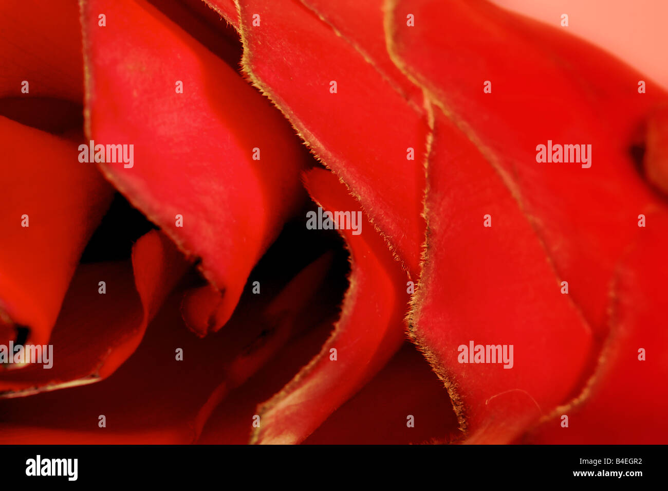 Alpinia Purpurata oder Red Ginger. Gebürtig aus Malaysia Stockfoto