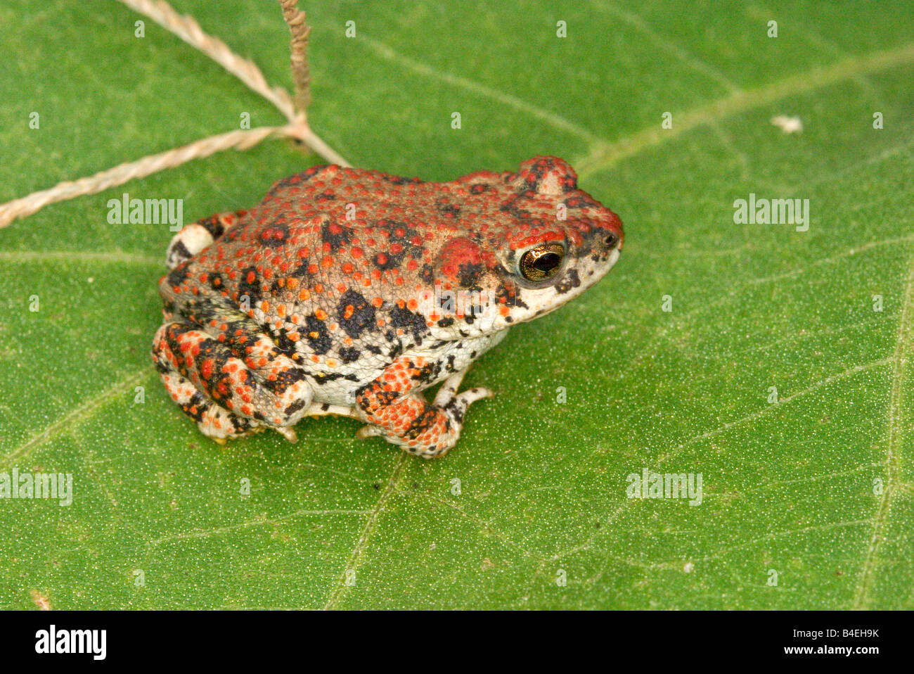 Red-spotted Kröte Bufo Punctatus Patagonia Lake State Park ARIZONA USA 7 September Erwachsene Bufonidae Stockfoto