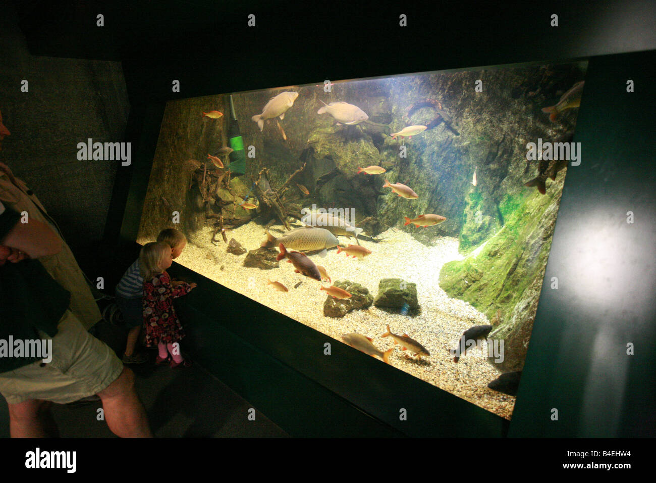 Vater Mutter und zwei kleinen Kindern zeigen exotische tropische Fische in Glaswanne bei London Aquarium Wahrzeichen Touristenattraktion UK Stockfoto