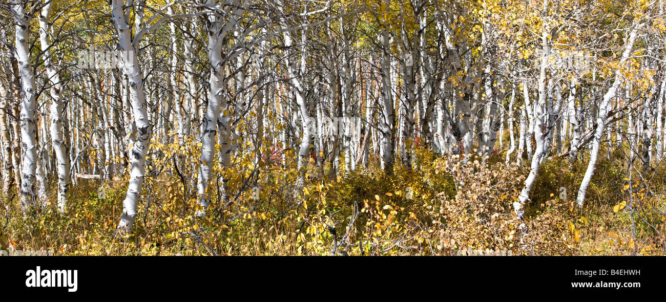 Herbst Farben im Hochgebirge Rockie in Utah. Quaken Aspen Bäume brillante gelben und weißen Stämmen. Stockfoto
