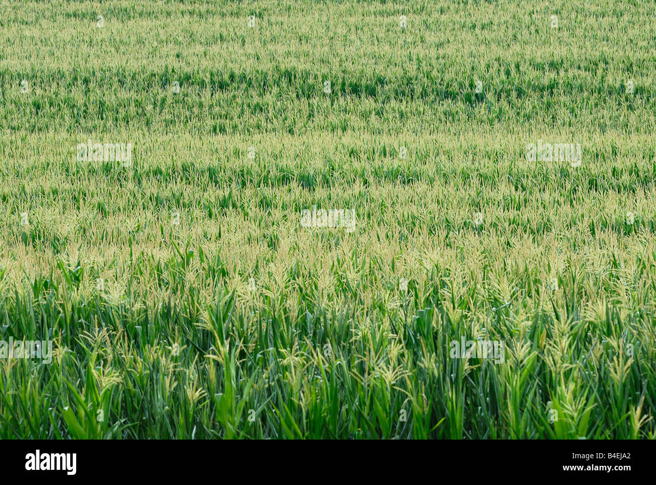 Sommer-Kornfeld Stockfoto