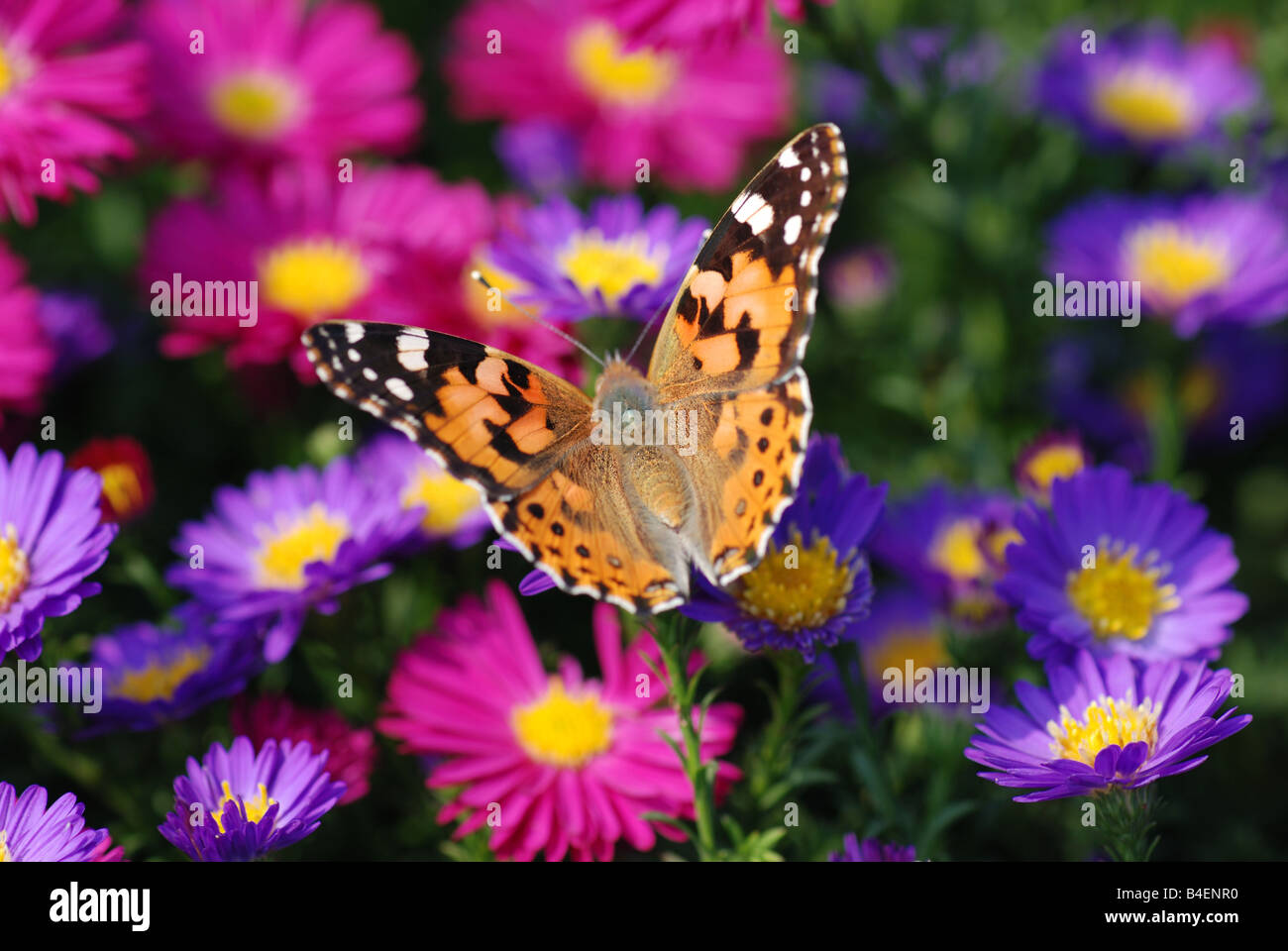 Schmetterling auf lila Blume Stockfoto