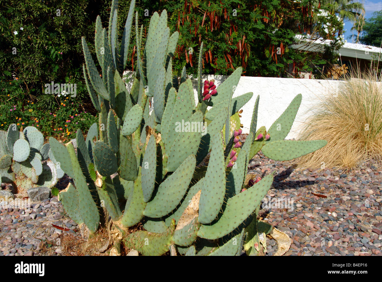Kuhmilch Zunge Prickly Pear Cactus - Opuntia Engelmannii Var linguiformis Stockfoto