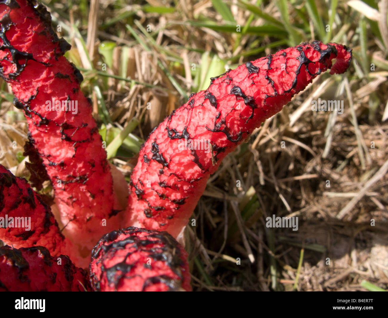 Clathrus Archeri - des Teufels Finger Pilz (UK) oder Octopus Pilz (USA) Stockfoto