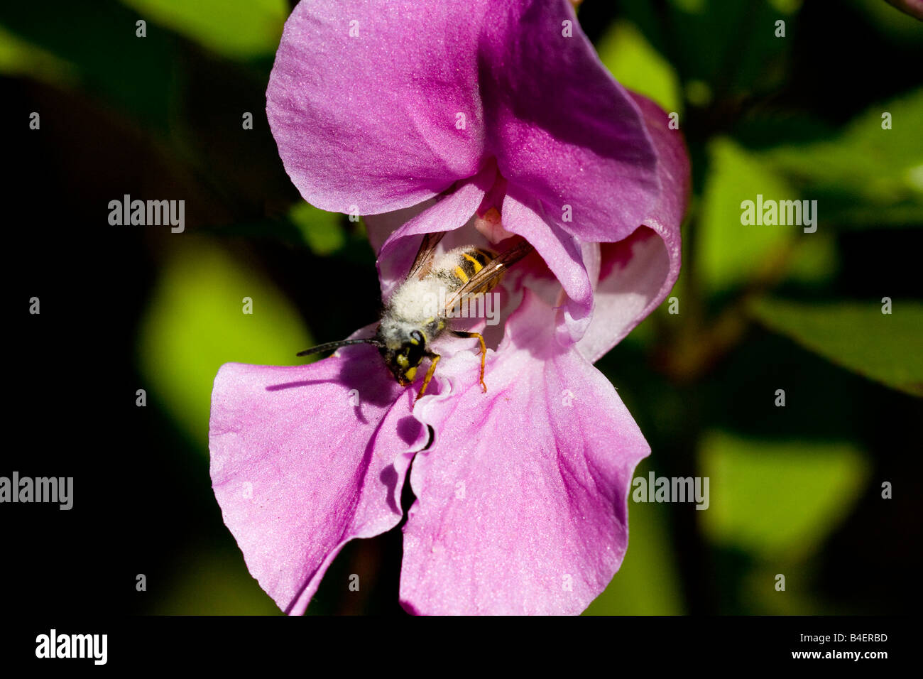 Arbeiter Wespe bedeckt in Pilz, verursacht durch den feuchten Sommer Vespula Vulgaris Stockfoto