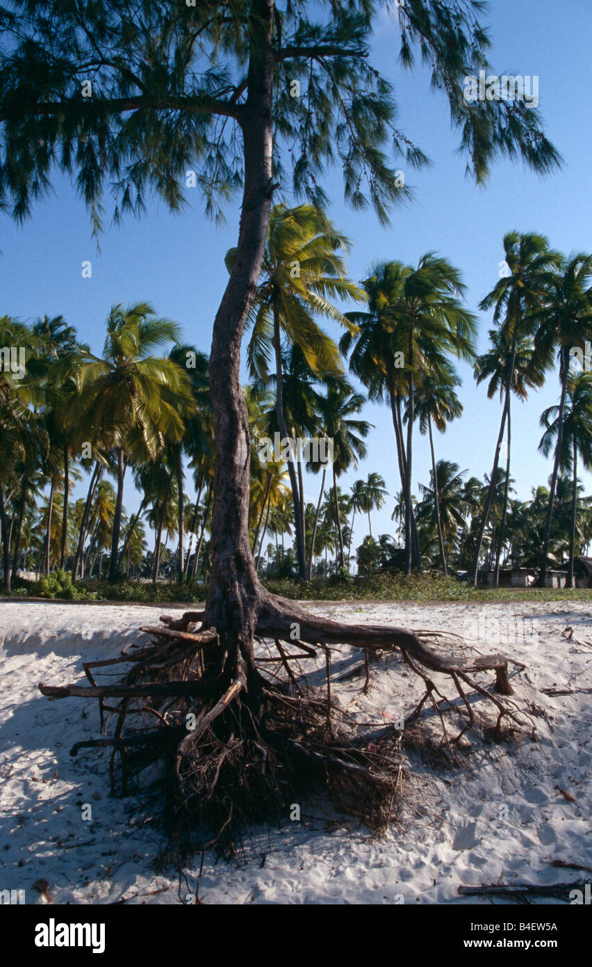 Big Pine Tree auf Sandstrand verwurzelt, Sansibar Stockfoto