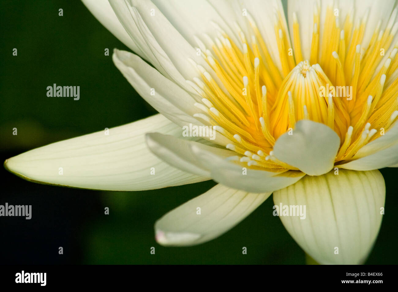 Lilly Blume Wasser Stockfoto