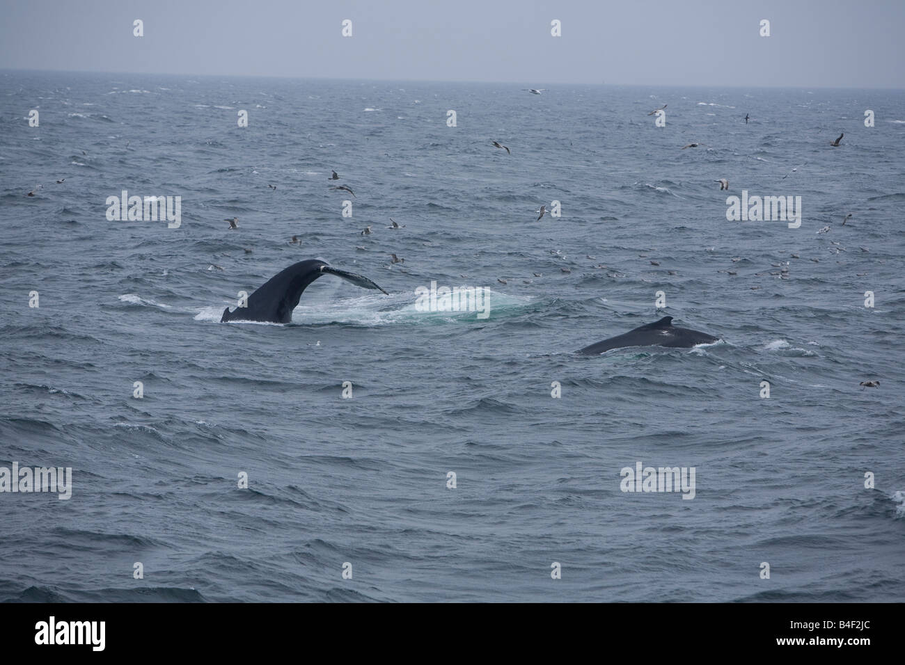 Impressionen der Buckelwale Tauchen oder Kick Fütterung die Egel Schwänzen anzeigen Stockfoto