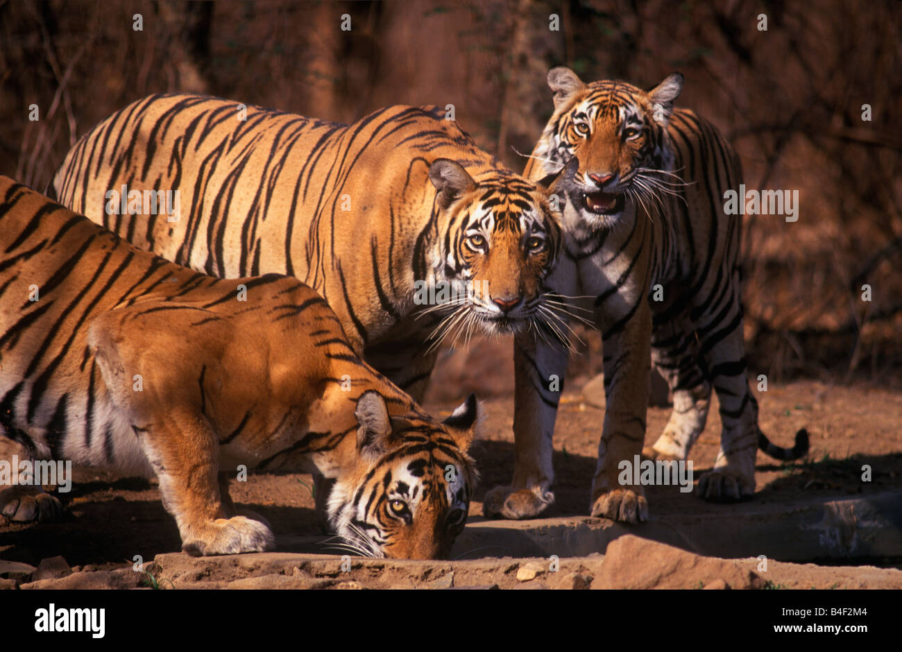 Ein Bengal Tiger Familie im Ranthambore Tiger Reserve, Rajasthan Indien. (Panthera Tigris) Stockfoto