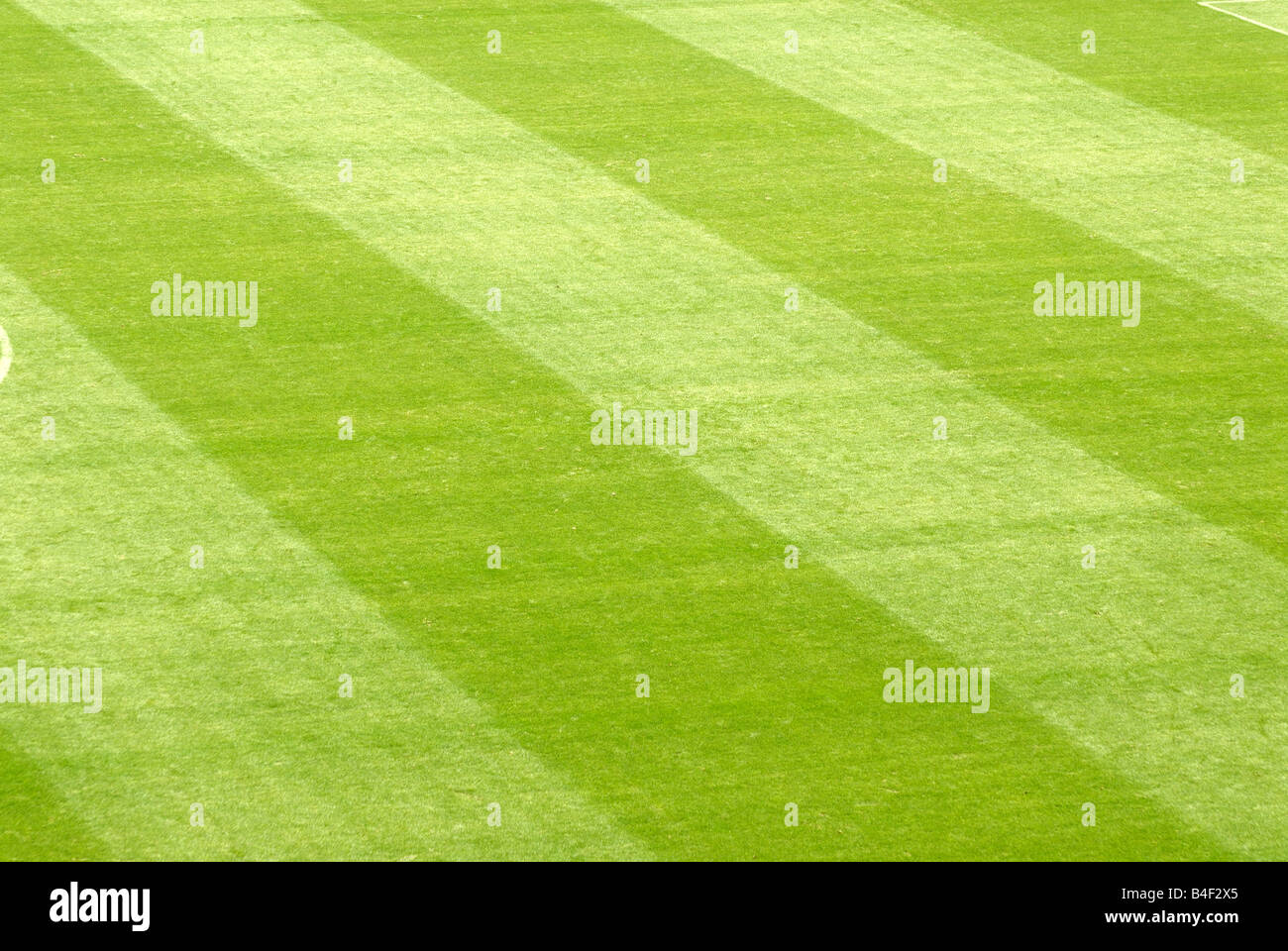 Rasen in einem Fußballstadion Stockfoto