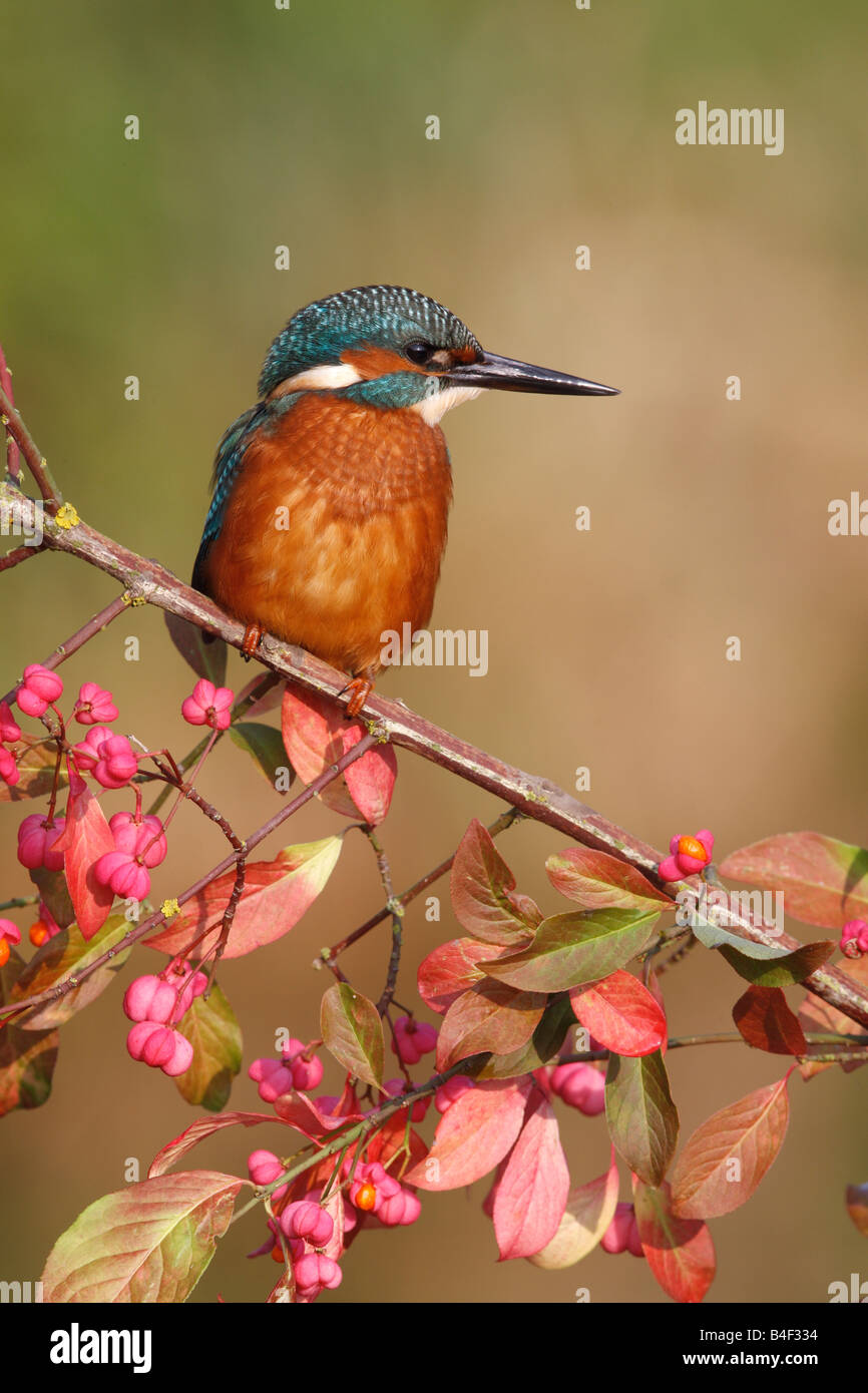 Europäische Eisvogel Alcedo Atthis männlichen Midlands UK Sommer Stockfoto