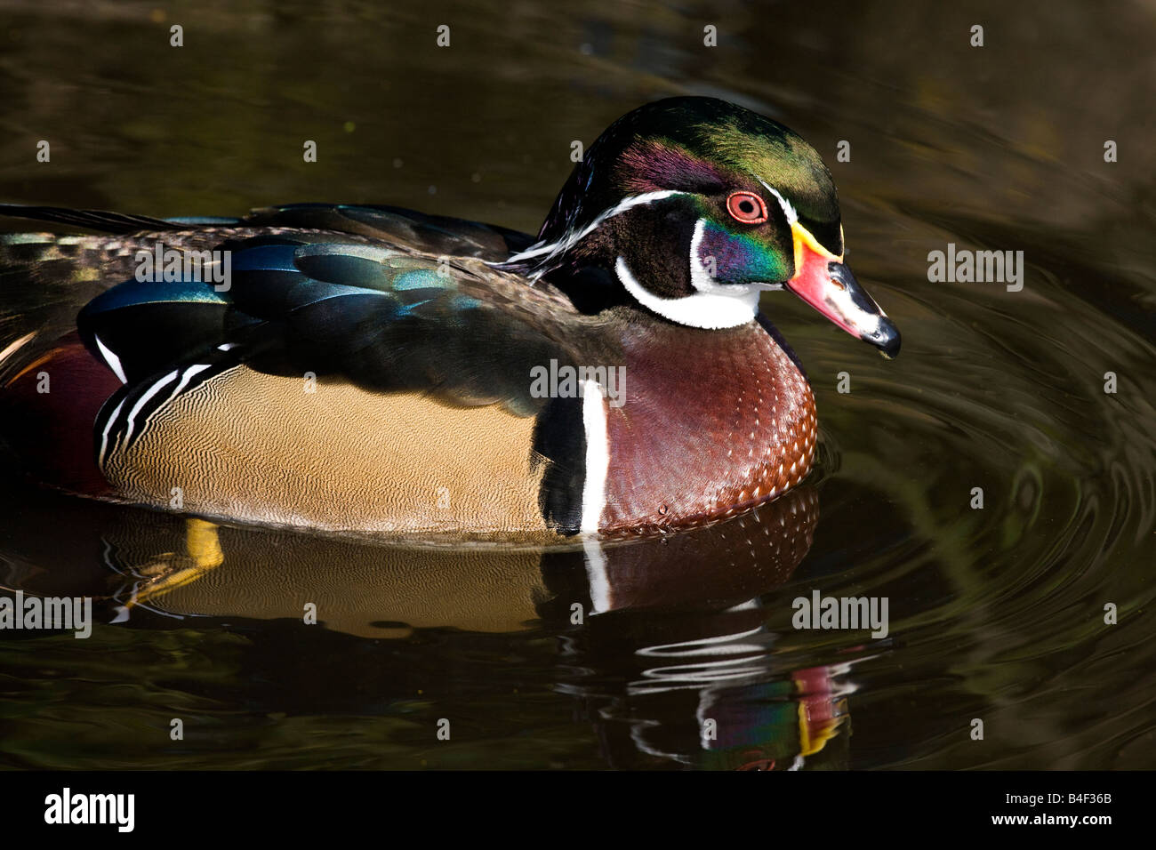 Brautente Drake - Aix Sponsa - auch bekannt als eine Carolina Ente. Stockfoto