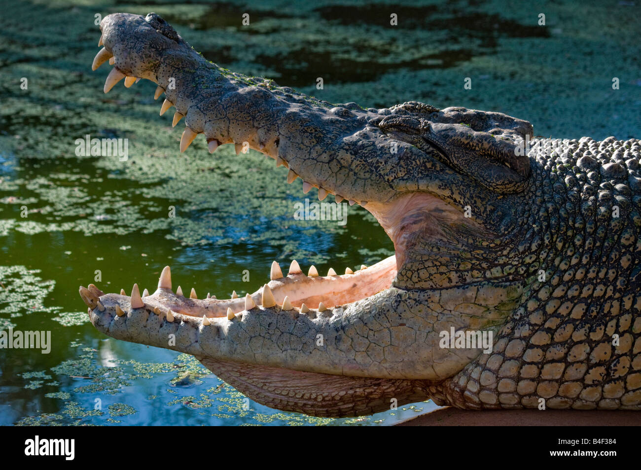 Das australische Salzwasser Leistenkrokodil Crocodylus Porosus klaffenden Kiefern Stockfoto