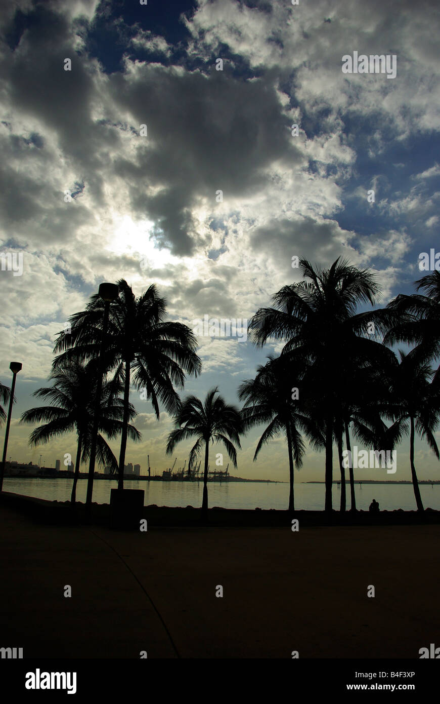 Palmen sind Silhouette gegen den Himmel in Miami, FL am Nachmittag Stockfoto