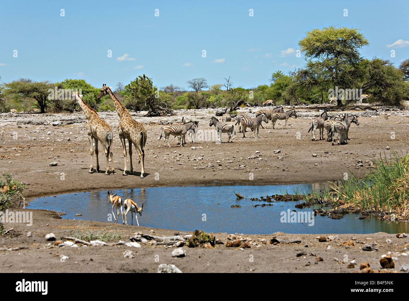 Wilde Tiere am Wasserloch im Etosha Nationalpark Namibia sammeln Stockfoto
