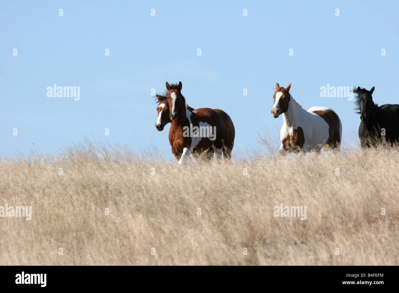 Indian Pony Herde laufen durch die Prärie von South Dakota in einem Indianer-Reservat. Stockfoto