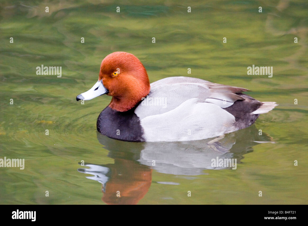 Rothaarige Aythya Americana Seattle King County Washington USA 7 März Erwachsene männliche Entenvögel Stockfoto